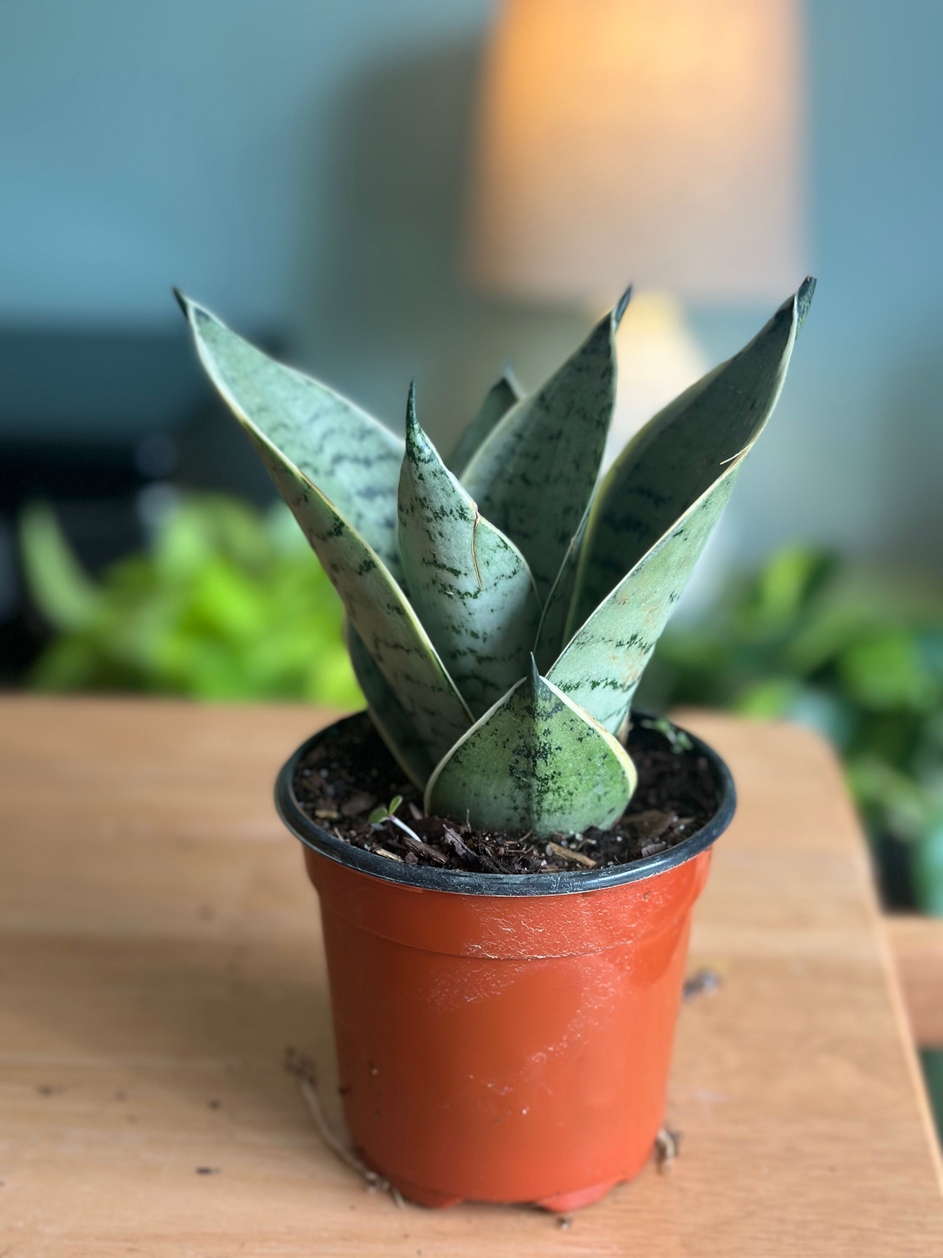 sansevieria-night-owl-rare-easy-to-love-plants