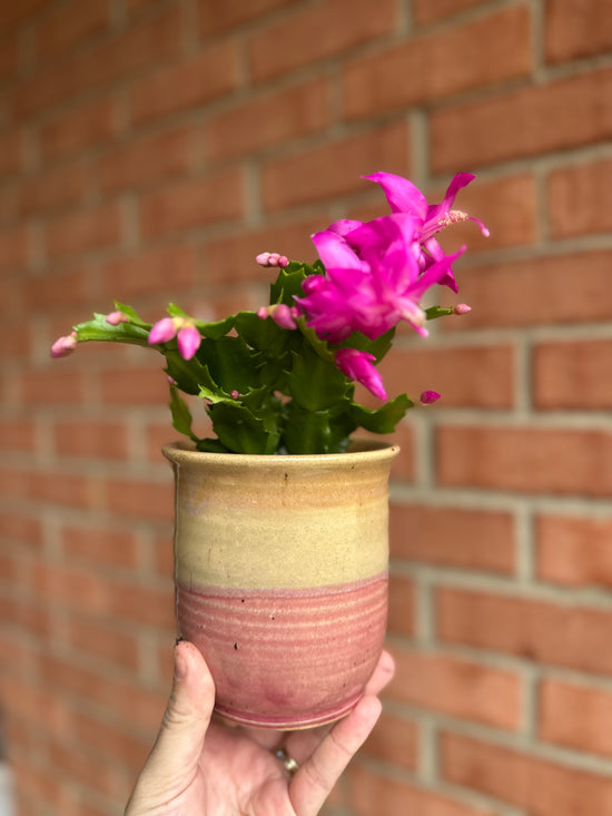 Holiday Cacti in Old School Farm Pot