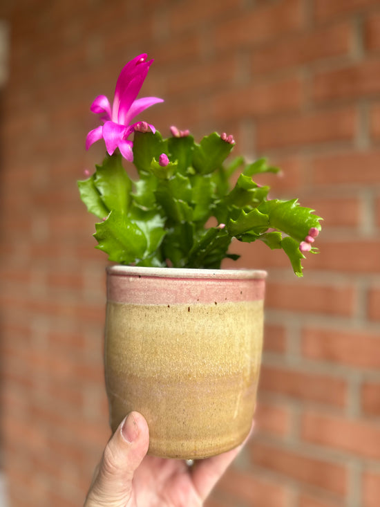 Holiday Cacti in Old School Farm Pot