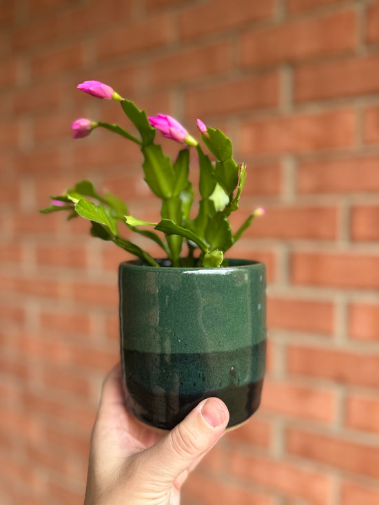 Holiday Cacti in Old School Farm Pot