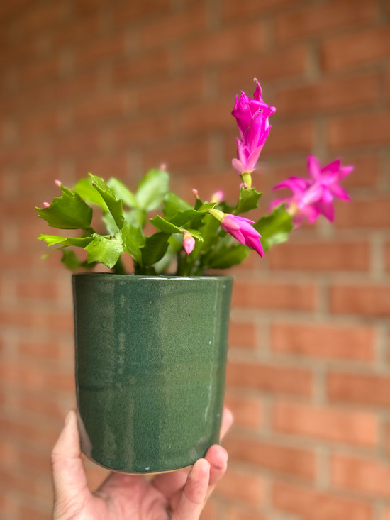 Holiday Cacti in Old School Farm Pot