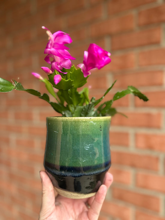 Holiday Cacti in Old School Farm Pot