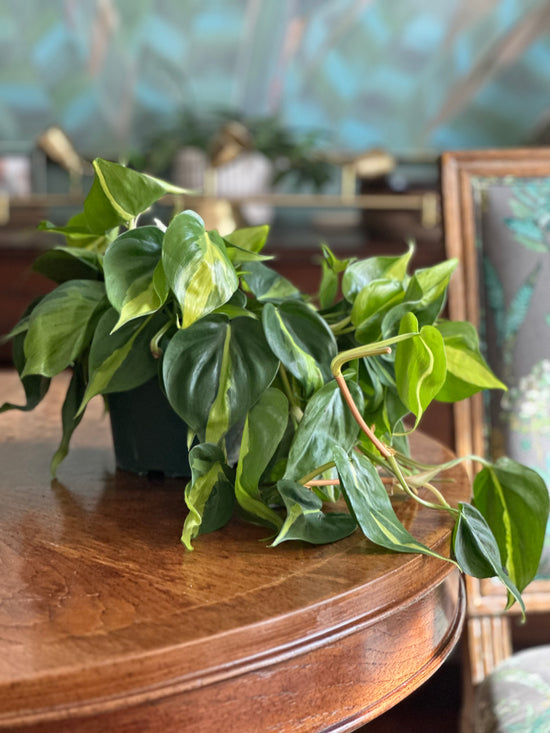 Brasil Philodendron