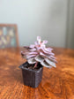 Purple Echevaria Succulent
