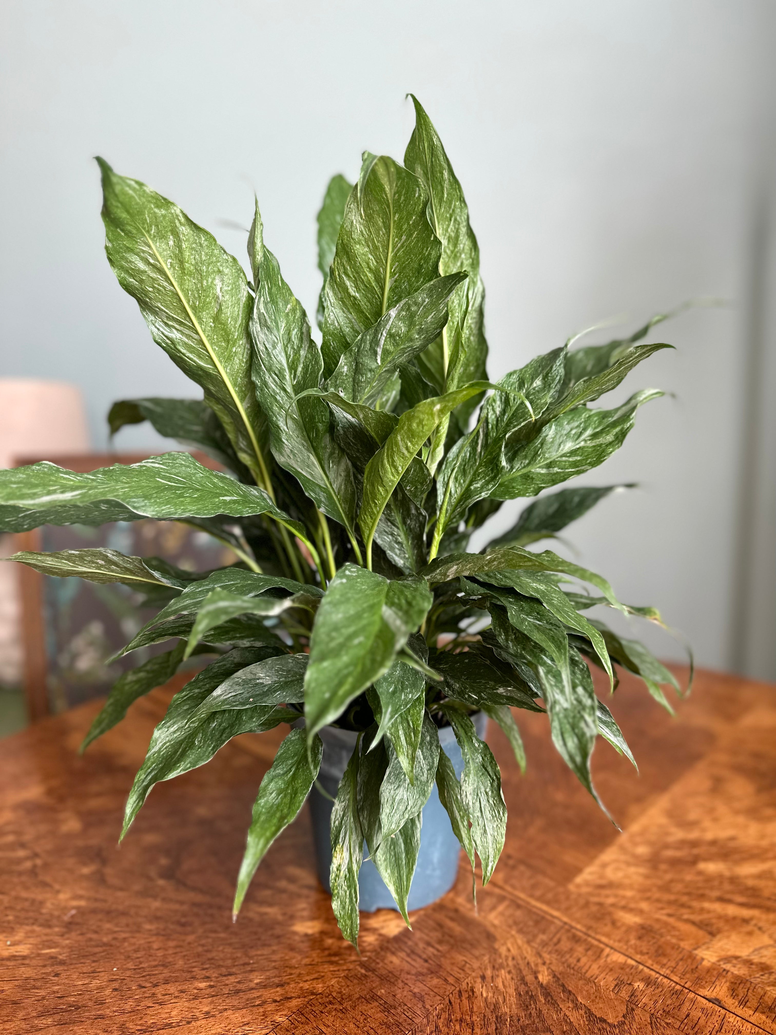 Variegated Peace Lily (Domino) – Easy To Love Plants