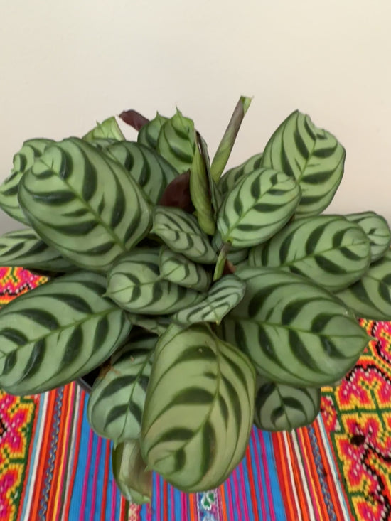 Fishbone Calathea Burle Marx