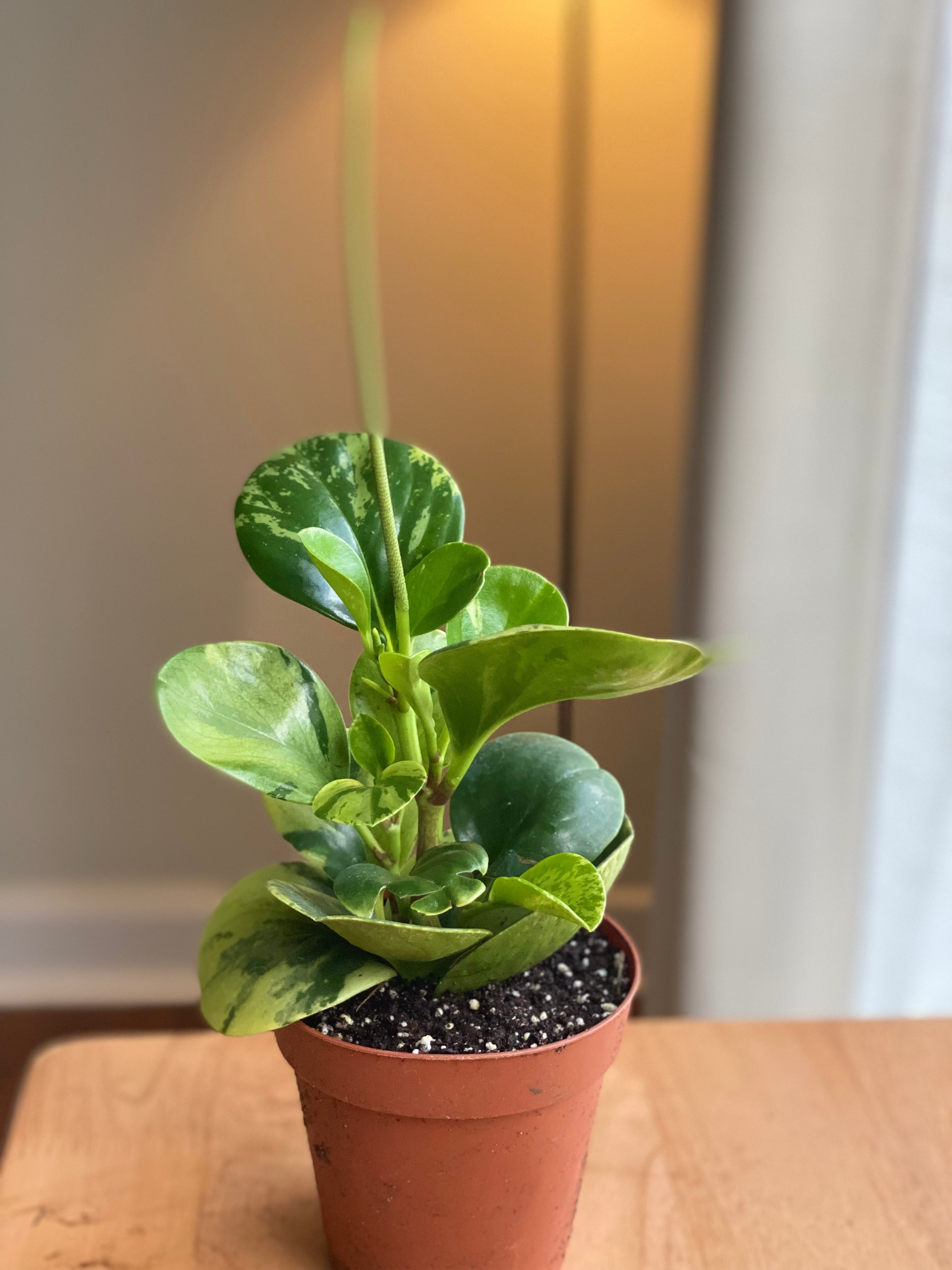 peperomia-obtusfolia-variegated-easy-to-love-plants